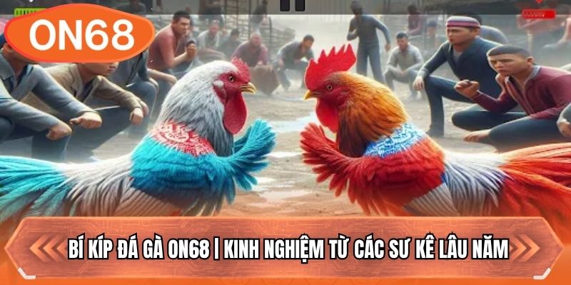 Bí Kíp Đá Gà ON68 | Kinh Nghiệm Từ Các Sư Kê Lâu Năm
