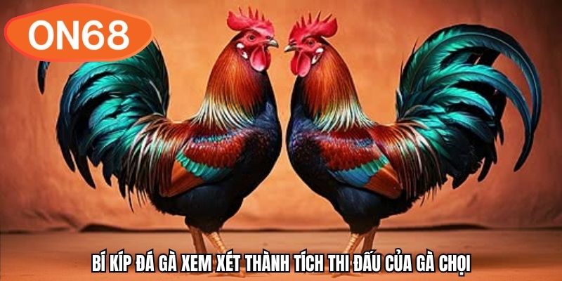 Bí kíp đá gà xem xét thành tích thi đấu của gà chọi