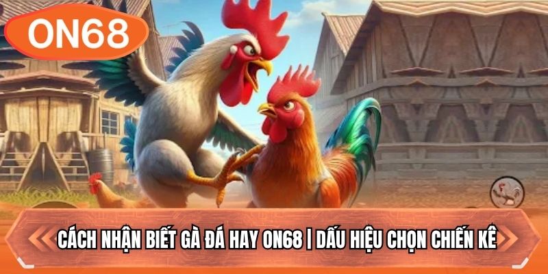 Cách nhận biết gà đá hay qua vóc dáng chiến kê