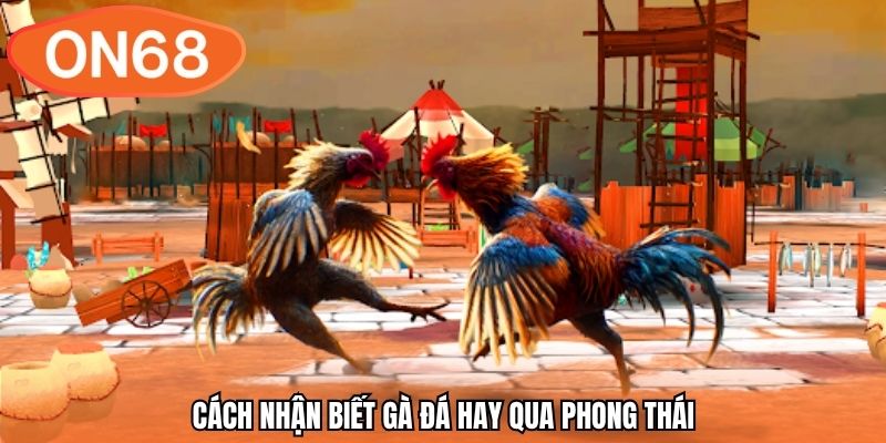 Cách nhận biết gà đá hay qua phong thái