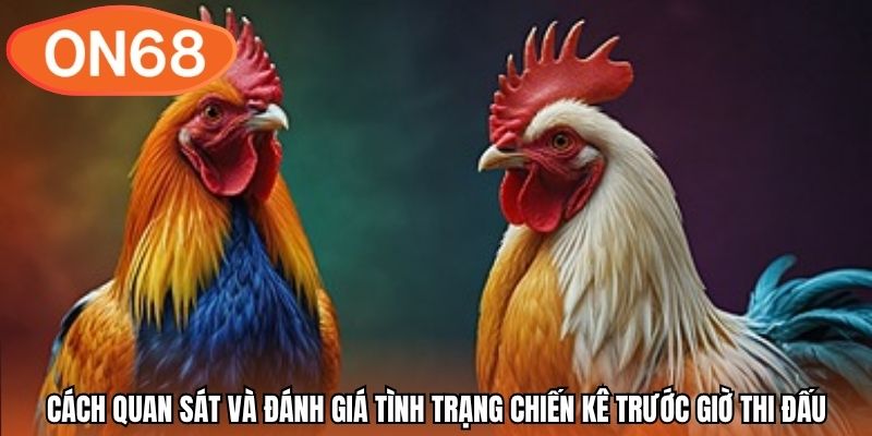 Cách quan sát và đánh giá tình trạng chiến kê trước giờ thi đấu