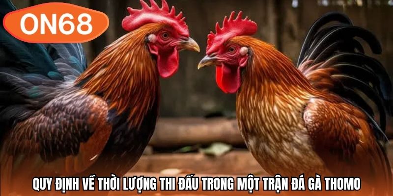 Quy định về thời lượng thi đấu trong một trận đá gà Thomo